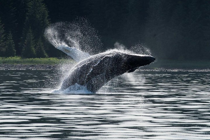 Hoonah Whale-Watching Cruise - Near Icy Strait Point - Photo 1 of 11